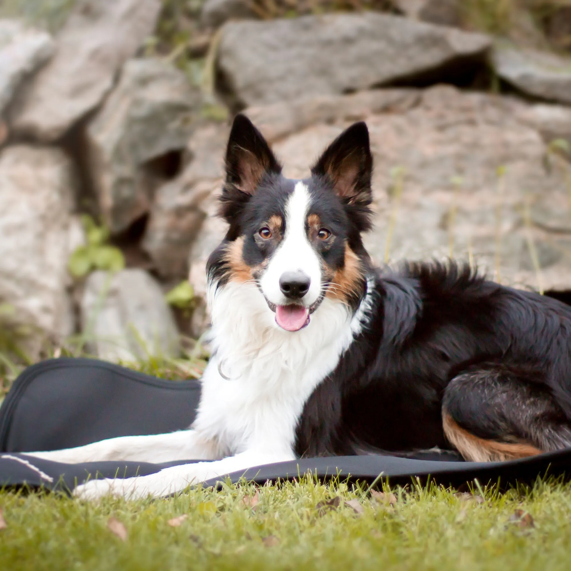 Dog Bed Liner