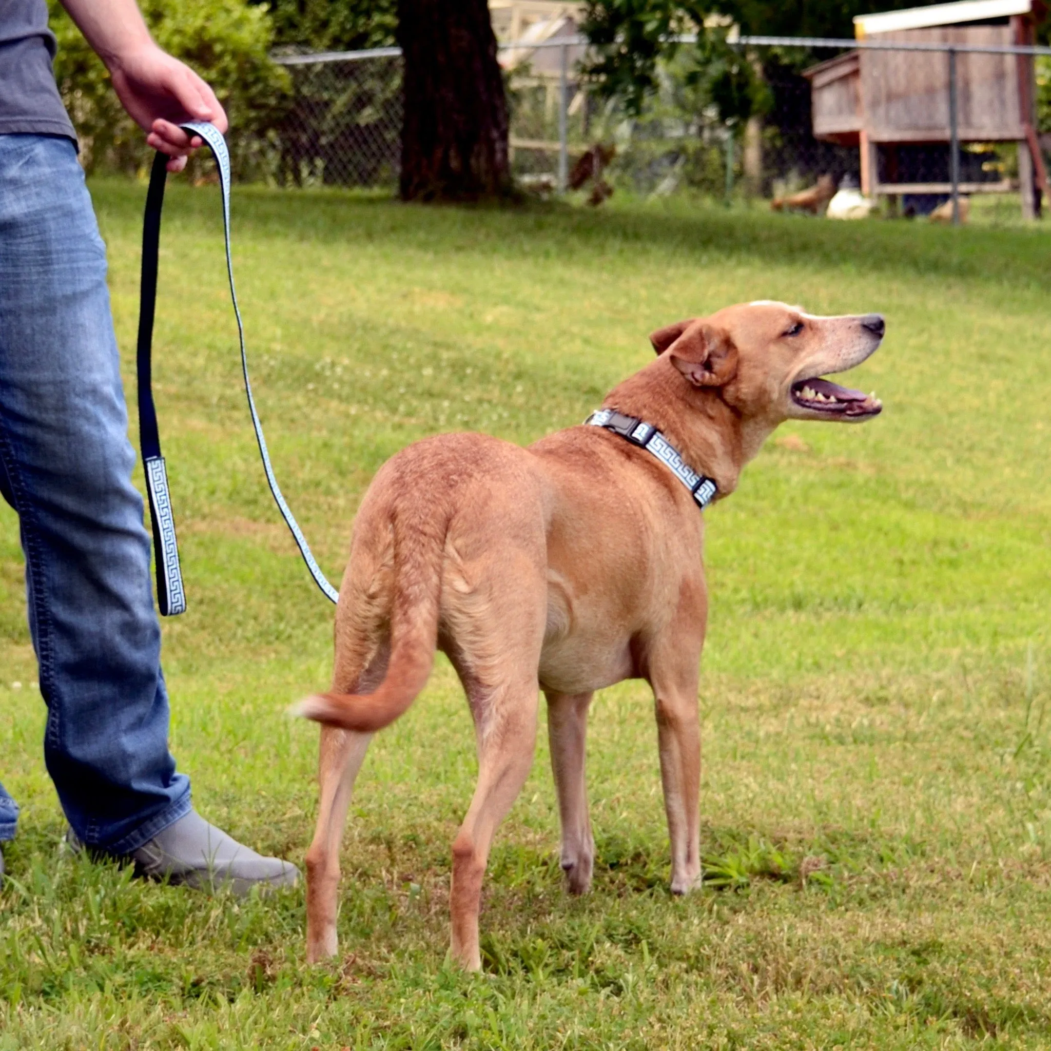 National Archives Heavy Duty Pet Leash