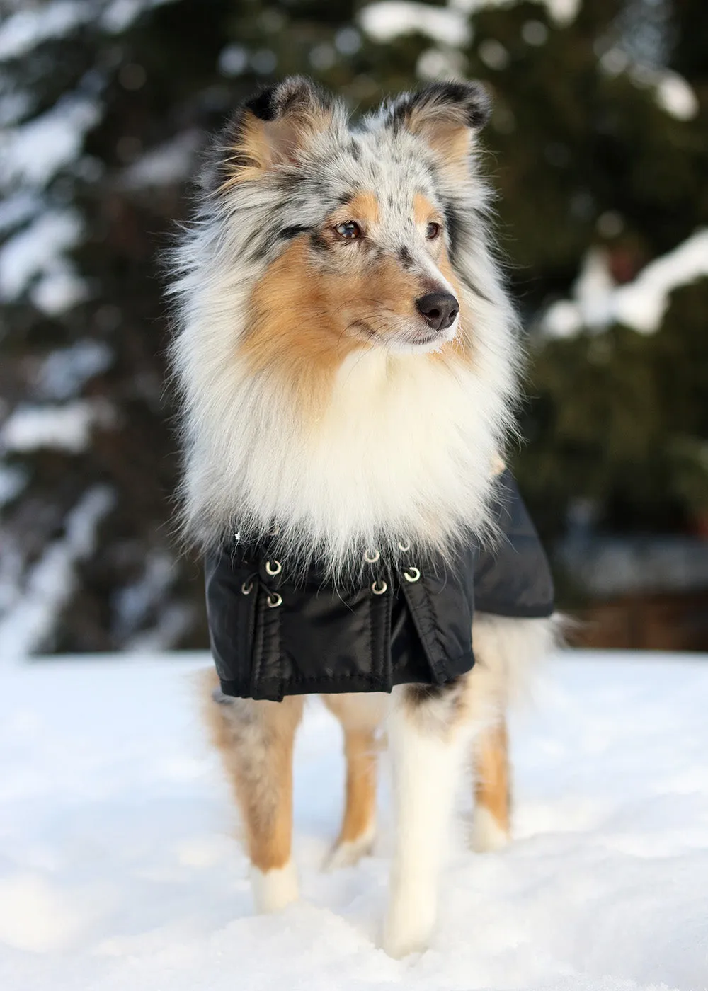 Regular Dog Coat