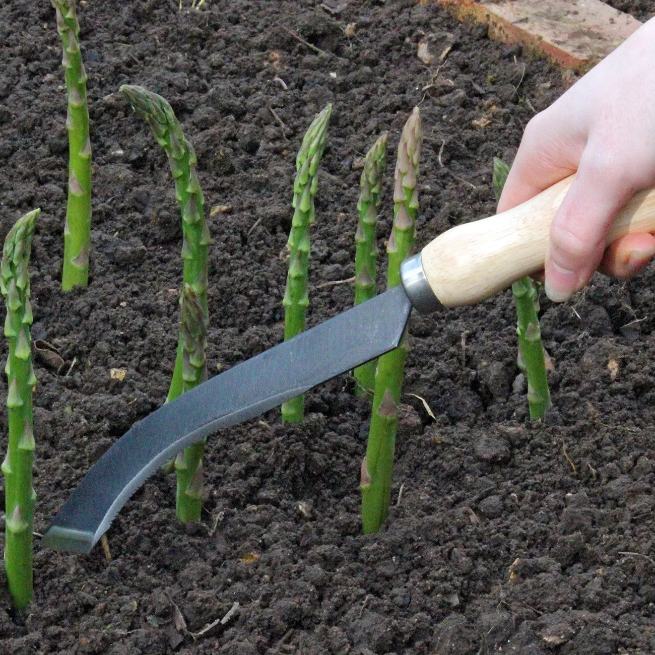 Ultimate Asparagus Knife